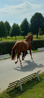 Luxusní valach ČT pro hobby sport či aktivní rekreaci - 2