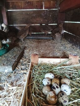 Křepelčí vejce - 2