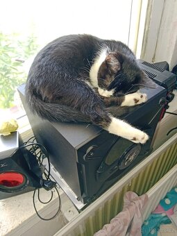 Daruji kočičku - 2