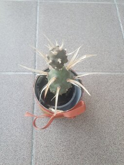 Tephrocactus - 2