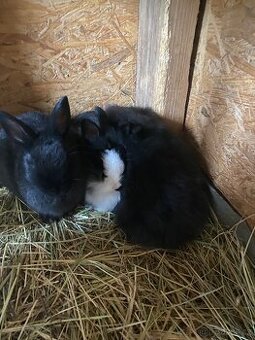 Králíci- zakrslý - 2