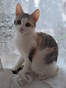 Čtyřměsíční kočička - 2