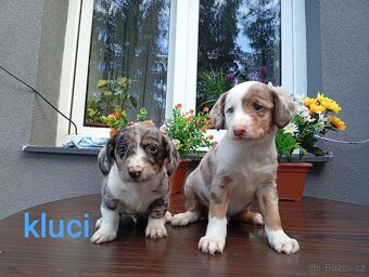 Jezevčík trpasličí Merle - 2