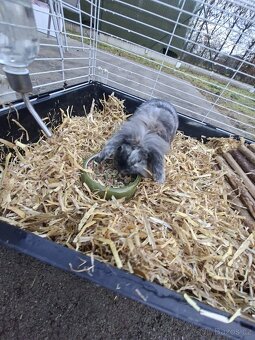 Zakrslý Králíci - 2