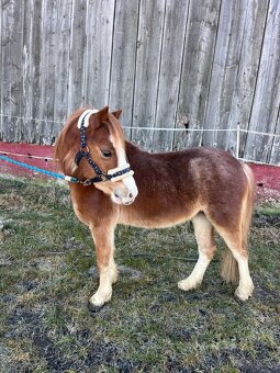 Pony valach - 2