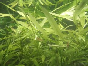 Hygrophila polysterma - prostřih - 2