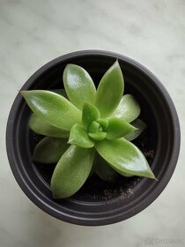 Echeveria agavoides miranda - 2