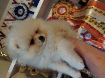 Pomeranian - 2
