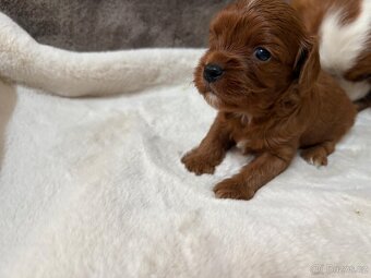 Cavapoo - 2