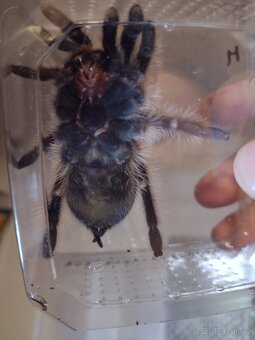 Sklípkan Brachypelma albopilosa Nikaragua - 2