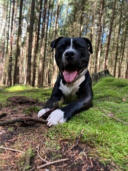 Americký pitbull  s PP - Krytí - 2