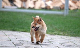 Shiba inu s PP - 2