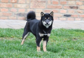 Shiba inu s PP - 2