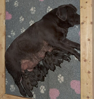 Labradorský retrivr - 2