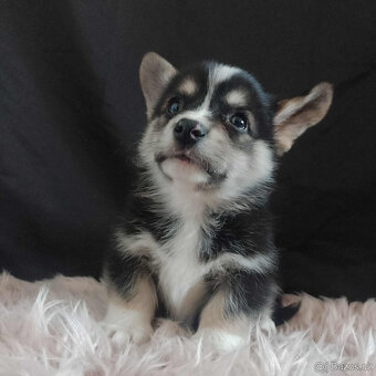 Welsh corgi pembroke - 2