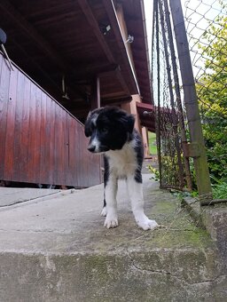 Border Kolie - 2