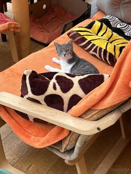 Daruji kocourka a kočičku dorostence - 2