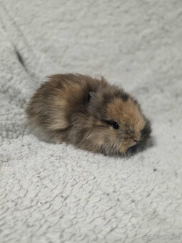 Zakrslí Teddy králíčci s PP - 2