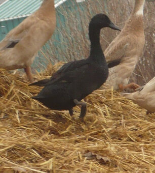 indický běžec - kachny - výměna - 2