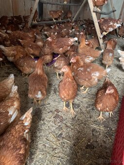 Prodej kuřic - 2