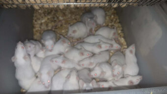 Prodám laboratorní myši - 2