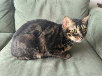 Bengálská kočka - 2