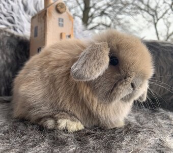 ❤️❤️Krásná Minilop holka králíček beránek ❤️ - 2