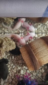 Nabízíme Axelotly +akvarium - 2