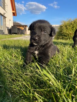 Border kolie x Labrador - 2
