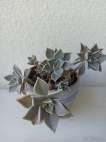 Graptopetalum - 2