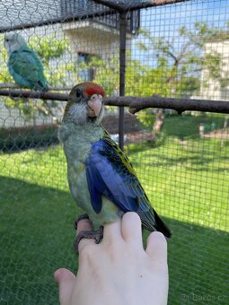 Rosela žlutohlavá 🦜 - 2