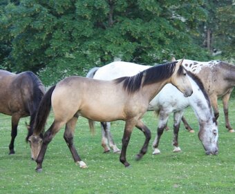 Appaloosa valášek - 2