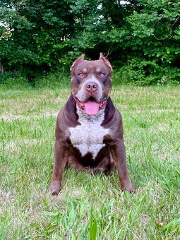American Bully XL k adopci - 2