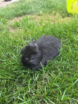 Zakrslý beránek, králíček, králík - 2