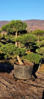 TVAROVANÉ STROMY NIWAKI - 2