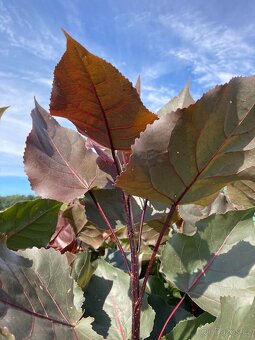 Topol bavlníkový 150 cm - 2