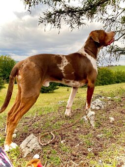 Louisiansky leopardí pes - šteniatka s PP - 2