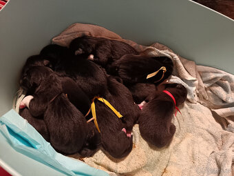 Americká Akita rezervace štěňátek s pp - 2