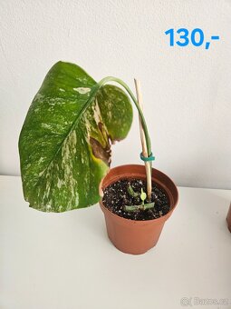 Monstera albo variegata - 2