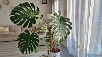 Monstera, výška 160cm - 2