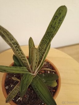 Gasteria  'Little Warty' - 2