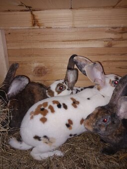 Kralik - Rex, samice,samci - 2