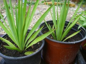 Yucca, juka recurvifolia mrazuvzdorná - 2
