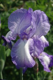kosatec (iris) Blue Shimmer - 2