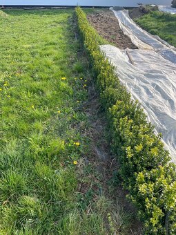 Zimostráz/Buxus/ - 2