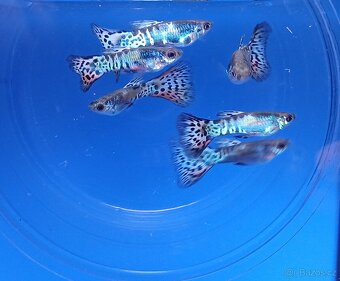 Paví očka- gupky - Poecilia reticulata - 2