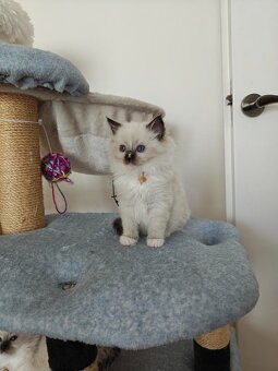 Ragdoll - 2