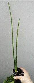 Rostliny mix - 2