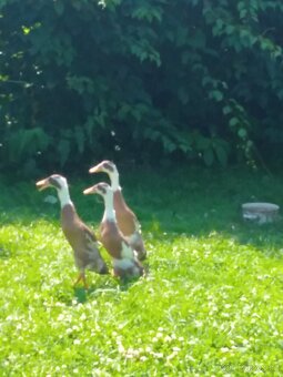 Indicky běžec srnčí sedlatý - 2