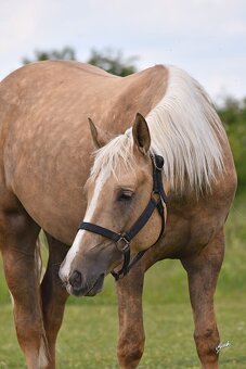 Překrásná 2,5 letá APPALOOSA kobyla, otec QH, čistý 6-panel - 2
